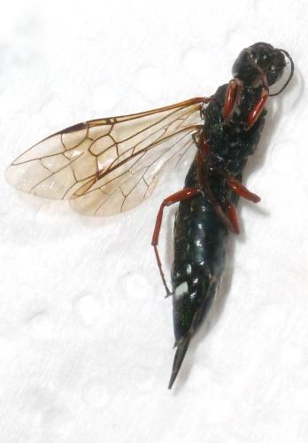 Xiphydria camelus